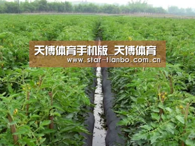种植基地三