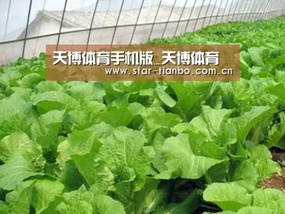 种植基地一