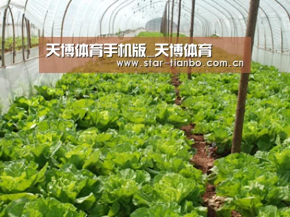 种植基地五