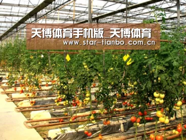 种植基地二(图1)