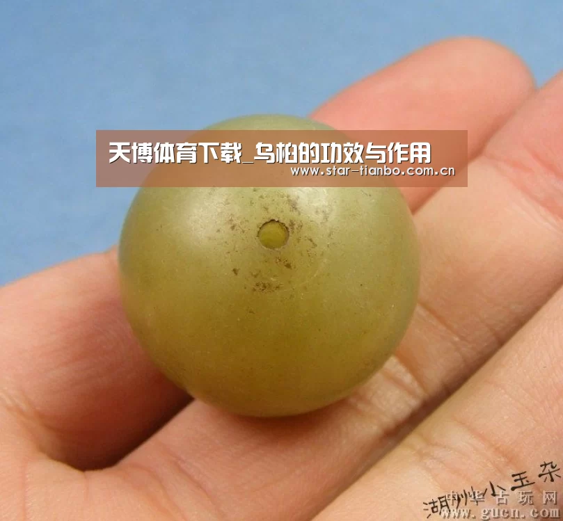 天博体育下载_乌桕的功效与作用(图1) 天博体育app